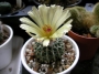 Нотокактус (Notocactus buiningii)