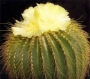 Нотокактус (Notocactus claviceps, Parodia schumanniana)