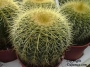 Нотокактус (Notocactus claviceps, Parodia schumanniana)