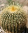 Нотокактус (Notocactus claviceps, Parodia schumanniana)