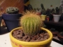 Нотокактус (Notocactus claviceps, Parodia schumanniana)