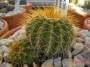 Нотокактус (Notocactus claviceps, Parodia schumanniana)