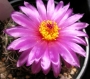 Нотокактус (Notocactus concinnu c. gerbalitoenis)