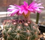 Нотокактус (Notocactus concinnu c. gerbalitoenis)