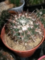 Нотокактус (Notocactus submammulosus)