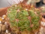 Нотокактус отонис (Notocactus ottonis)