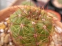 Нотокактус отонис (Notocactus ottonis)
