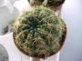 Нотокактус отонис (Notocactus ottonis)