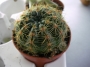 Нотокактус отонис (Notocactus ottonis)