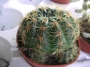 Нотокактус отонис (Notocactus ottonis)