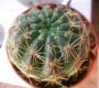 Нотокактус отонис (Notocactus ottonis)