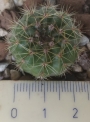 Нотокактус отонис (Notocactus ottonis)