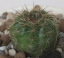 Нотокактус отонис (Notocactus ottonis)