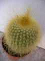 Нотокактус, Пародия (Parodia leninghausii, Notocactus leninghausii)