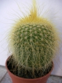 Нотокактус, Пародия (Parodia leninghausii, Notocactus leninghausii)