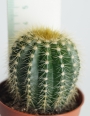Нотокактус, Пародия (Parodia magnificus Notocactus magnificus)