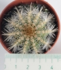 Нотокактус, Пародия (Parodia magnificus Notocactus magnificus)