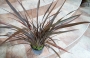 Новозеландски лен (Phormium tenax)