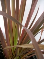 Новозеландски лен (Phormium tenax)