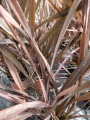 Новозеландски лен (Phormium tenax)