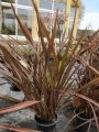 Новозеландски лен (Phormium tenax)
