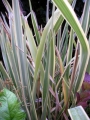 Новозеландски Лен, Формиум (Phormium)