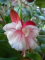 Обичка, Фуксия (Fuchsia)