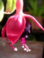 Обичка, Фуксия (Fuchsia)