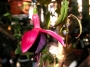 Обичка, Фуксия (Fuchsia)