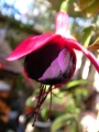 Обичка, Фуксия (Fuchsia)