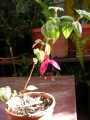 Обичка, Фуксия (Fuchsia)