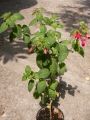 Обичка, Фуксия (Fuchsia)