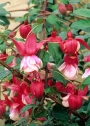 Обичка, Фуксия (Fuchsia Prosperity)
