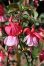 Обичка, Фуксия (Fuchsia Prosperity)