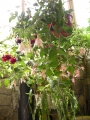 Обичка, Фуксия, каскадна, кошница (Fuchsia)