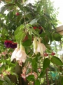 Обичка, Фуксия, каскадна, кошница (Fuchsia)