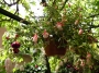 Обичка, Фуксия, каскадна, кошница (Fuchsia)