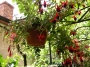 Обичка, Фуксия, каскадна, кошница (Fuchsia)