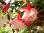 Обичка, Фуксия, каскадна, кошница (Fuchsia)