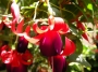 Обичка, Фуксия, каскадна, кошница (Fuchsia)