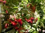 Обичка, Фуксия, каскадна, кошница (Fuchsia)