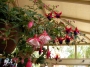 Обичка, Фуксия, каскадна, кошница (Fuchsia)