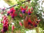 Обичка, Фуксия, каскадна, кошница (Fuchsia)