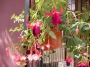 Обичка, Фуксия, каскадна, кошница (Fuchsia)