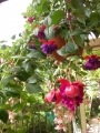 Обичка, Фуксия, каскадна, кошница (Fuchsia)