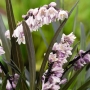 Офиопогон (OPHIOPOGON PLANISCAPUS NIGER, black grass, nigrescens)
