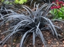 Офиопогон (OPHIOPOGON PLANISCAPUS NIGER, black grass, nigrescens)