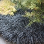 Офиопогон (OPHIOPOGON PLANISCAPUS NIGER, black grass, nigrescens)