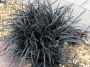 Офиопогон (OPHIOPOGON PLANISCAPUS NIGER, black grass, nigrescens)