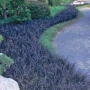 Офиопогон (OPHIOPOGON PLANISCAPUS NIGER, black grass, nigrescens)